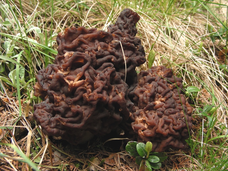 Gyromitra esculenta